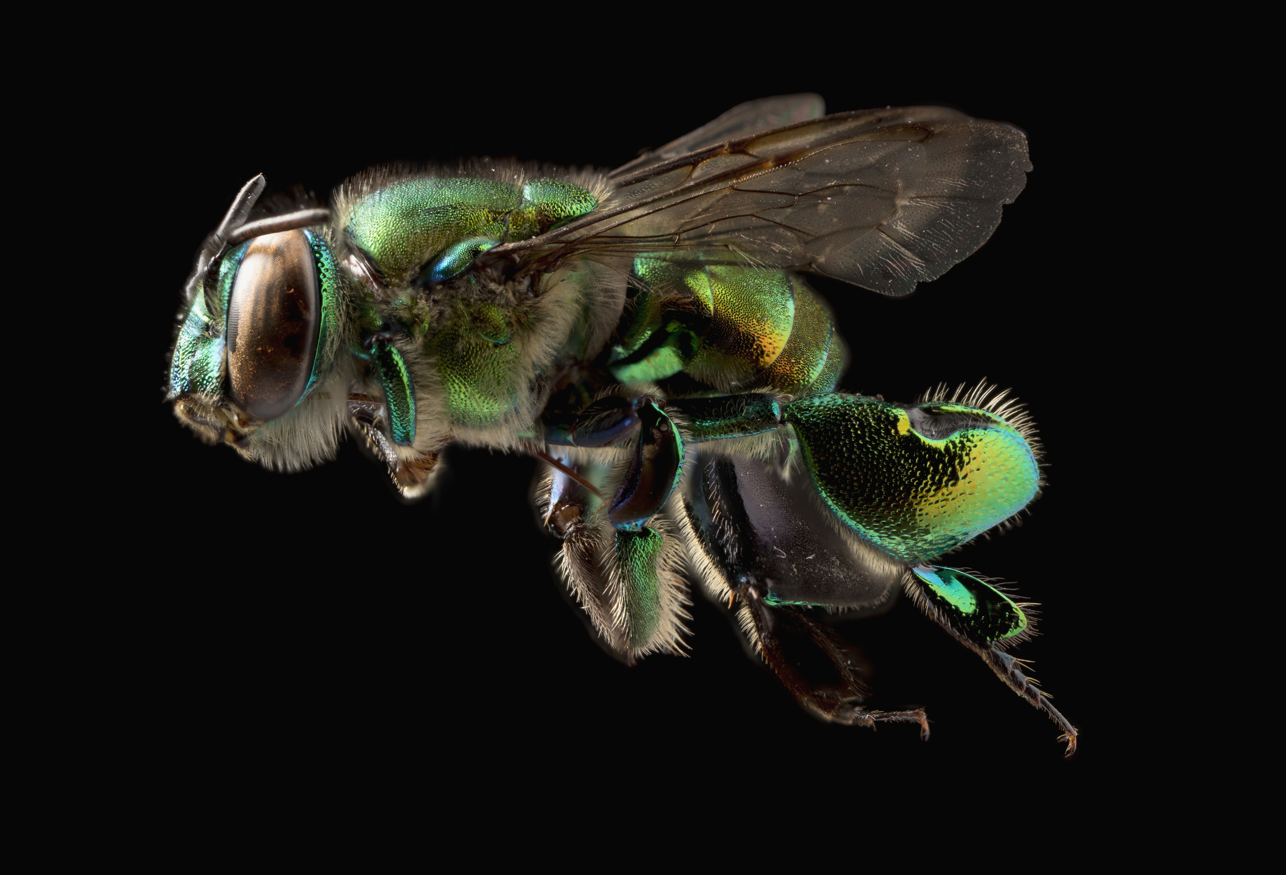 abeja verde