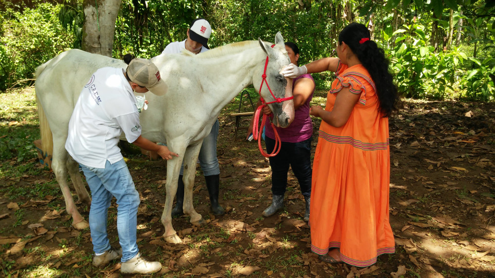 Remedios naturales fueron utilizados para tratar heridas y quemaduras de sol en los equinos. Foto: Catalina Salas. 