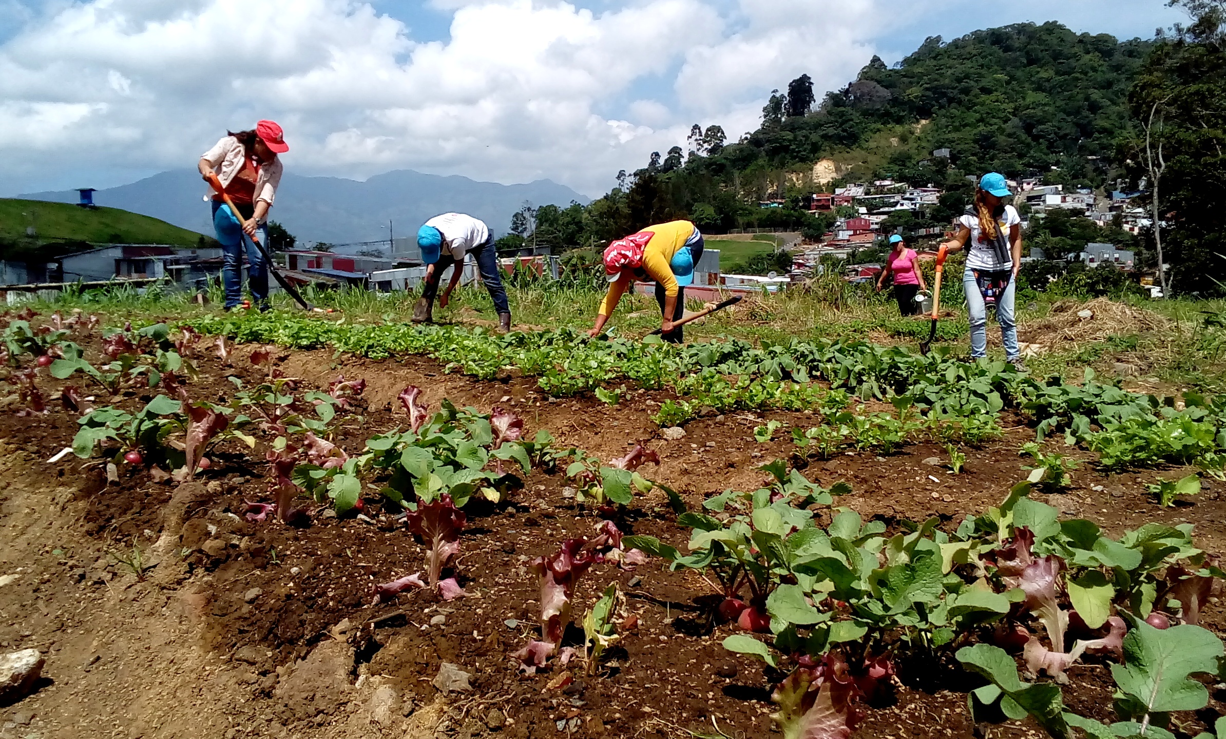 Las mujeres que asisten a la huerta desean consolidarla y ampliarla, pero señalan que para ello requieren fortalecer algunos aspectos como el abastecimiento de agua.  Foto: Larissa Soto Villalobos.