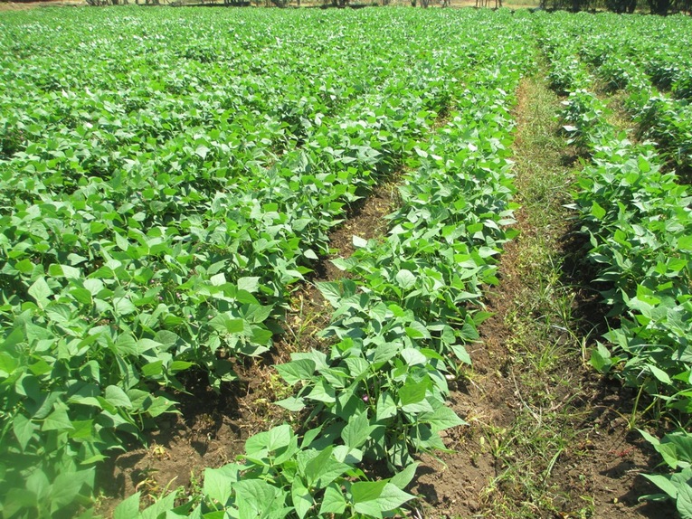 Líneas de plantas de frijol en un campo. 