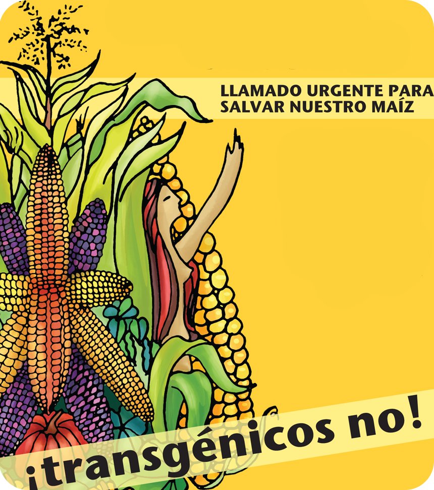  El maíz representa la riqueza histórica de los pueblos indígenas.