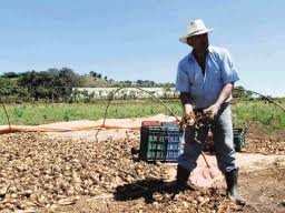 El proyecto TC-567 trabajará el tema de buenas prácticas en cultivos, en la zona de Cartago. Foto: Cortesía del proyecto