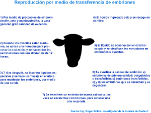 Diagrama del proceso de reproducción por medio de transferencia de embriones. Haga click en la imagen para verla completa.