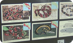 img-noticia-Lograr una sana convivencia entre serpientes y personas, y mejorar los tratamientos por mordeduras, son algunos de lso objetivos del IPC.