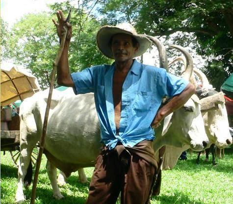 Guicho Pizarro, Boyero de la zona