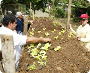 Los habitantes de Barra del Colorado aprenden a cultivar lechugas y plátanos, tanto para consumo propio como para comercialización. Fotografía: Lic. Gino Biamonte.