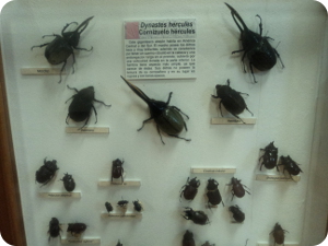 img-noticia-Gran variedad de especies se exhiben en el Museo de Insectos de la UCR.