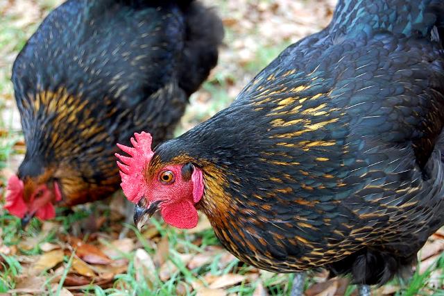 Proyecto entregará 2500 aves más en mes de enero del 2016. Fotografía de Rebeca Zamora. 