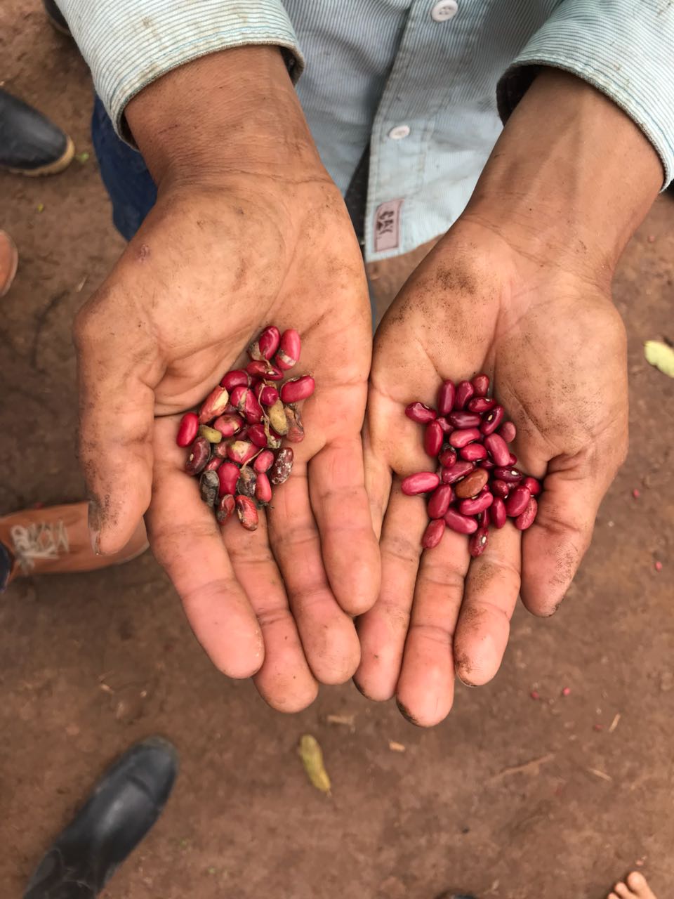 Los frijoles son un producto rico en proteínas, hierro, ácido fólico, zinc, fósforo, magnesio, potasio, antioxidantes y fibra. Foto: Esteban Hernández Flores.