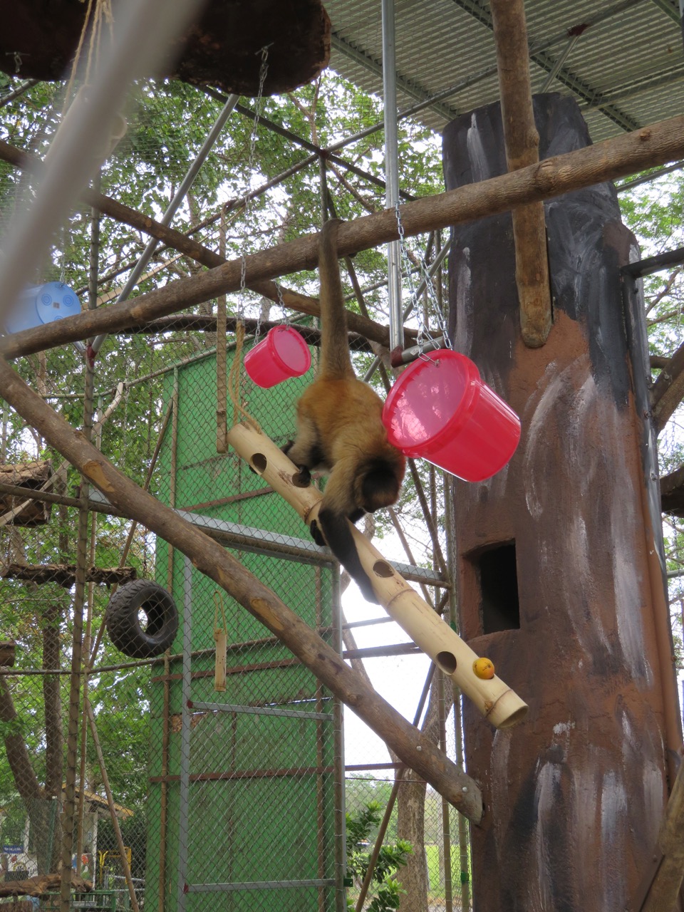 img-noticia-Muchas de las herramientas de enriquecimiento ambiental son aprovechadas por los monos de los recintos para jugar. Foto: Esther Pomareda.
