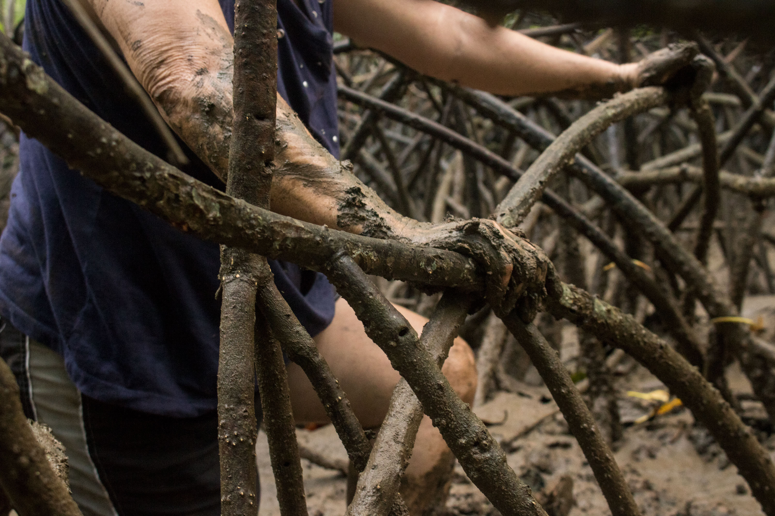 img-noticia-a comunidad de Purruja, dispersa en zonas aledañas al manglar, depende exclusivamente de la extracción de pianguas. Foto cortesía del proyecto.