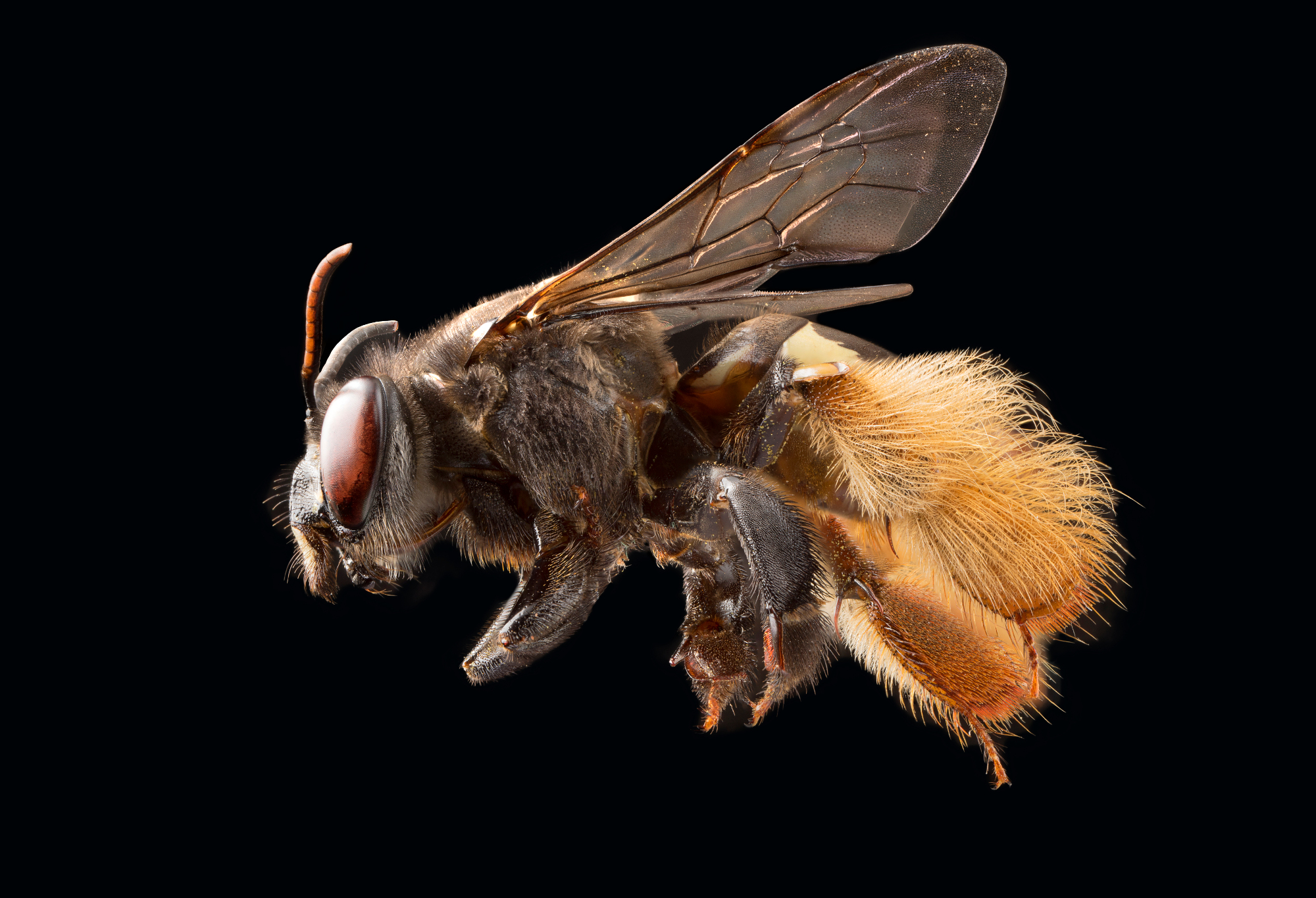 Abeja común en vuelo