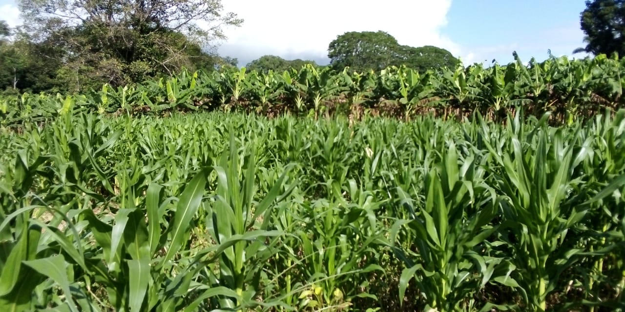 Maizal con semilla del proyecto en Crum Shurim de Térraba. Foto por: Christan Víctor Nájera.