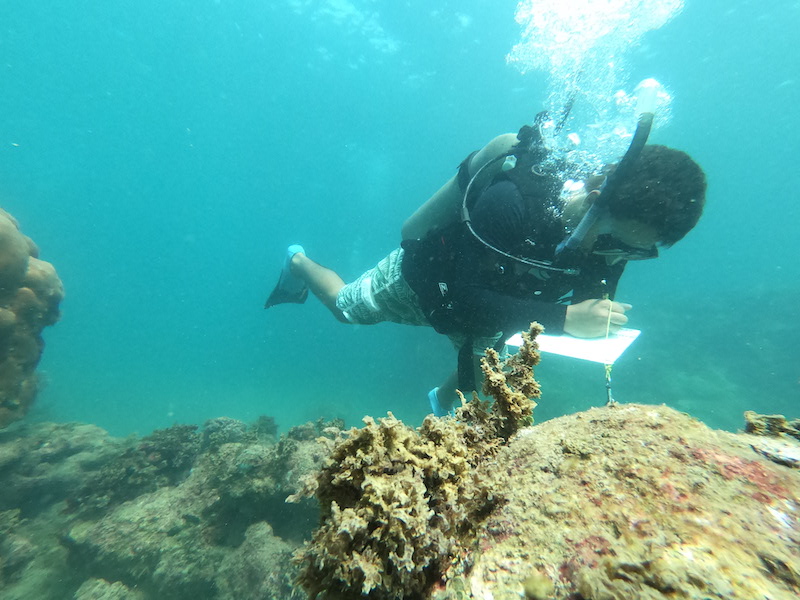 img-noticia-La Acción Social en la Sede Caribe se preocupa por documentar la riqueza submarina costarricense mediante la capacitación comunitaria.  Foto cortesía CCB