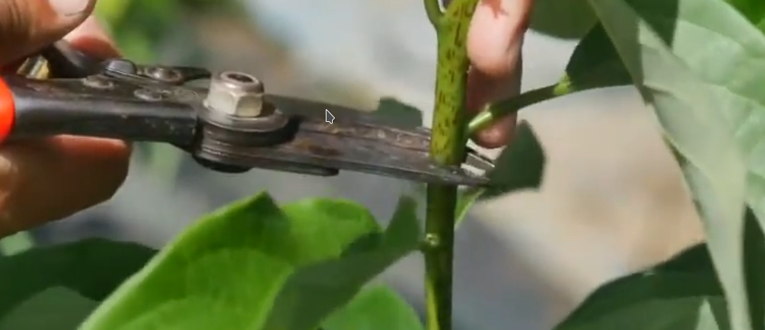 describe el proceso para que puedan propagar sus aguacates o cualquier otro frutal por medio de la técnica de púa en caballete, una técnica fácil de ejecutar y con un porcentaje de pegue alto, a pesar de que no  tengan mucha experiencia en este tipo de propagación.