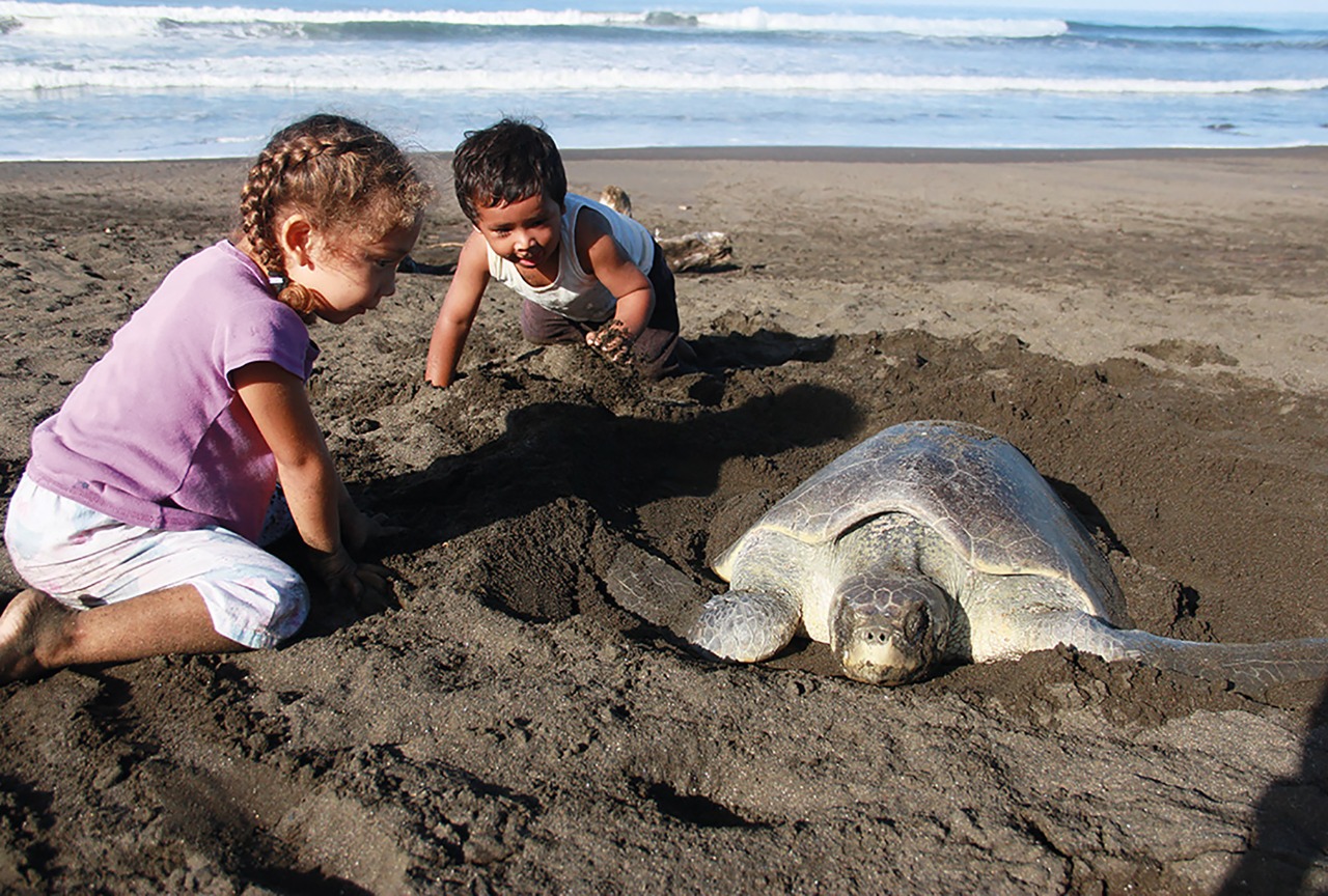 img-noticia-Cada año, millones de tortugas marinas desovan en las costas costarricenses, una de esas especies es la tortuga lora que a lo largo del año ocupan el Refugio Silvestre Ostional, en Nosara; una zona amenaza por el impulso inmobiliario que presiona sobre los ecosistemas costeros. Foto Anel Kenjekeeva.