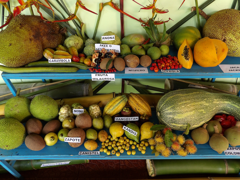 img-noticia-El banco genético de la Estación Fabio Baudrit es una garantía para que el sector agrícola siga produciendo especies frutales que llegan a las mesas costarricenses. Foto Patricia Quesada