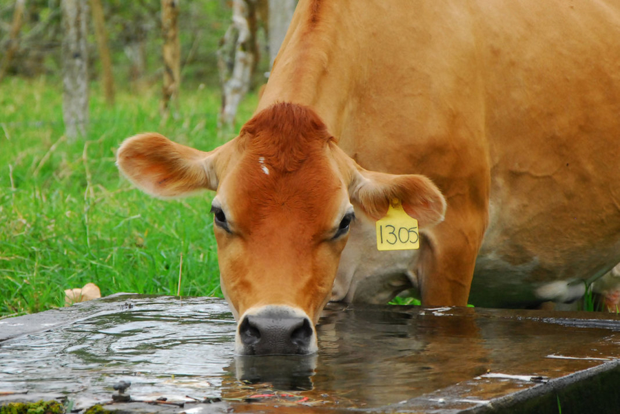 img-noticia-Si no se realizan cambios en la gestión del agua, actividades como la agricultura y la ganadería sufrirán debido a la escasez crónica.  En Costa Rica estas actividades consumen el 70% del agua potable; le siguen la industria con 20% y los hogares con el 10%.  Foto archivo ODI.