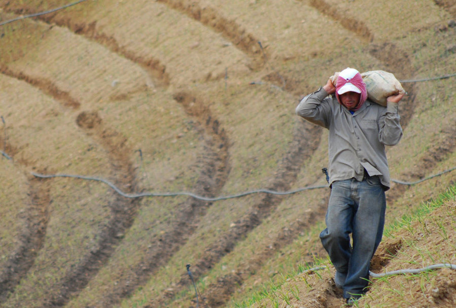 img-noticia-En el trabajo agrícola existen múltiples violaciones a las normas técnicas para garantizar ambientes laborales seguros y acordes a la normativa laboral existente.  Archivo ODI-UCR