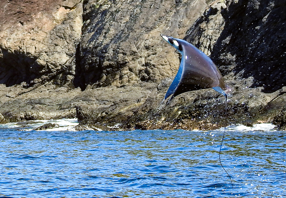 img-noticia-Con los conocimientos generados por el CIMAR se promueve que las comunidades realicen cambios en la gestión ambiental de sus recursos, mediante estrategias de conservación, sensibilización y la bioalfabetización. Foto: Christian Zúñiga Gutiérrez.