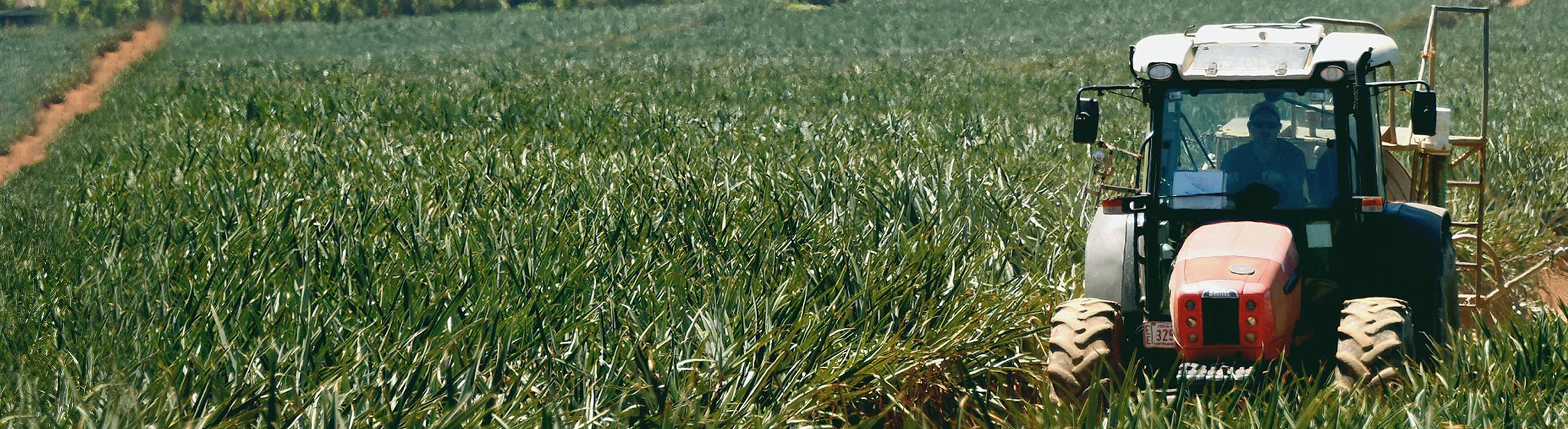 Monocultivo en Región Huetar Norte